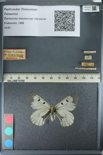 Media type: image;   Entomology 175517